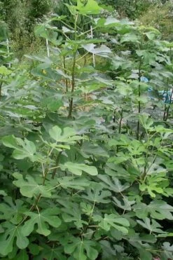 Black Mission Fig Tree - 6 Pack Of 1 Gallon Pots -Garden Supplies Sales 2024 Fig Black Mission 5 2