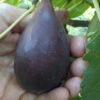 Black Mission Fig Tree - 1 Gallon Pot -Garden Supplies Sales 2024 Fig Black Mission 500x750 1