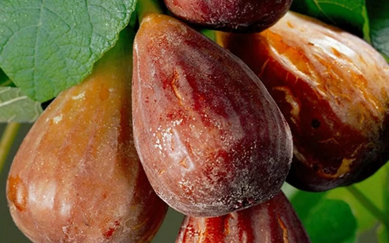 Brown Turkey Fig Tree - 3 Gallon Pot Brown Turkey Fig Tree - 3 Gallon Pot -Garden Supplies Sales 2024 Fig Brown Turkey 20 3