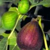 Brown Turkey Fig Tree - 6 Pack Of 1 Gallon Pots -Garden Supplies Sales 2024 Fig Brown Turkey BS