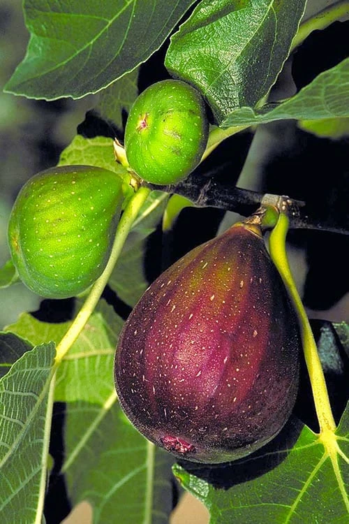 Brown Turkey Fig Tree - 3 Gallon Pot Brown Turkey Fig Tree - 3 Gallon Pot -Garden Supplies Sales 2024 Fig Brown Turkey BS 3