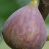 Celeste Fig Tree - 3 Gallon Pot -Garden Supplies Sales 2024 Fig Celeste BS 2