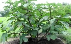Chicago Cold Hardy Fig Tree - 1 Gallon Pot -Garden Supplies Sales 2024 Fig Chicago Cold Hardy 1 1