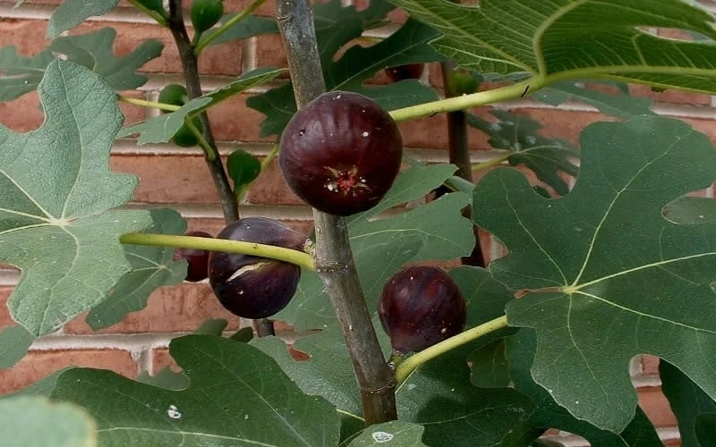 Chicago Cold Hardy Fig Tree - 6 Pack of 1 Gallon Pots Chicago Cold Hardy Fig Tree - 6 Pack Of 1 Gallon Pots -Garden Supplies Sales 2024 Fig Chicago Cold Hardy 5