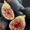 Chicago Cold Hardy Fig Tree - 2 Gallon Pot -Garden Supplies Sales 2024 Fig Chicago Cold Hardy Rev 2 500x750 1