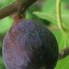 LSU Purple Fig Tree - 3 Gallon Pot -Garden Supplies Sales 2024 Fig LSU Purple 500x750 1