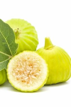Italian Honey Fig Tree (Ficus Carica 'Lattarula') - 1 Gallon Pot -Garden Supplies Sales 2024 Fig Lemon Italian Honey 2