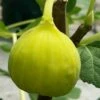 Italian Honey Fig Tree (Ficus Carica 'Lattarula') - 1 Gallon Pot -Garden Supplies Sales 2024 Fig Lemon Italian Honey 3