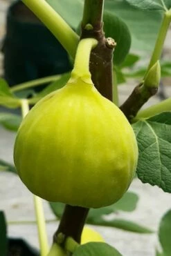 Italian Honey Fig Tree (Ficus Carica 'Lattarula') - 1 Gallon Pot