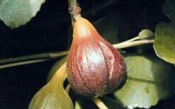 Magnolia Fig Tree - 1 Gallon Pot -Garden Supplies Sales 2024 Fig Magnolia