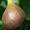 Magnolia Fig Tree - 1 Gallon Pot -Garden Supplies Sales 2024 Fig Magnolia 500x750 1