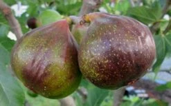 Olympian Cold Hardy Fig Tree - 2 Gallon Pot -Garden Supplies Sales 2024 Fig Olympain 2