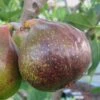 Olympian Cold Hardy Fig Tree - 2 Gallon Pot -Garden Supplies Sales 2024 Fig Olympian 1
