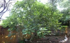 Texas Everbearing Fig Tree - 3 Gallon Pot -Garden Supplies Sales 2024 Fig Texas Everbearing 12 1