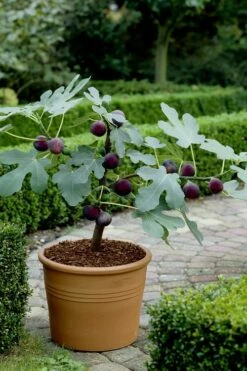 Texas Everbearing Fig Tree - 1 Gallon Pot -Garden Supplies Sales 2024 Fig Texas Everbearing 13 2