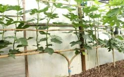 Texas Everbearing Fig Tree - 3 Gallon Pot -Garden Supplies Sales 2024 Fig Texas Everbearing 6 1