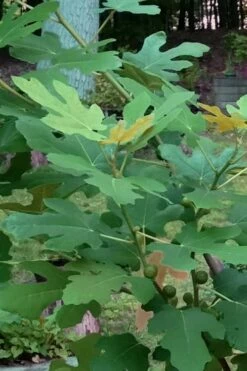 Texas Everbearing Fig Tree - 3 Gallon Pot -Garden Supplies Sales 2024 Fig Texas Everbearing 7 1