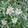 Variegated Creeping Dwarf Gardenia - 1 Gallon Pot -Garden Supplies Sales 2024 Gardenia Creeping Variegated Rev 500x750 1
