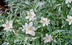Variegated Creeping Dwarf Gardenia - 1 Gallon Pot -Garden Supplies Sales 2024 Gardenia Dwarf Radicans Variegated 3