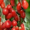 Goji Berry Plant - Lycium Barbarum - 1 Gallon Pot -Garden Supplies Sales 2024 Goji Berry Dynamite 500x750 1