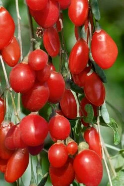 Goji Berry Plant - Lycium Barbarum - 1 Gallon Pot
