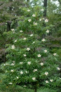 Sweet Tea Mountain Gordlinia - 5 Gallon Pot -Garden Supplies Sales 2024 Gordlinia Sweet Tea 12