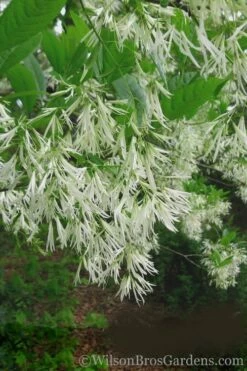 Grancy Graybeard - White Fringe Tree - 7 Gallon Pot (3-4') -Garden Supplies Sales 2024 Grancy Graybeard Tree 30