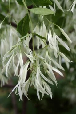 Grancy Graybeard - White Fringe Tree - 7 Gallon Pot (3-4') -Garden Supplies Sales 2024 Grancy Graybeard Tree 32