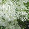 Grancy Graybeard - White Fringe Tree - 7 Gallon Pot (3-4') 2 Grancy Graybeard - White Fringe Tree - 7 Gallon Pot (3-4') -Garden Supplies Sales 2024 Grancy Graybeard Tree Flowers 21 500x750 1