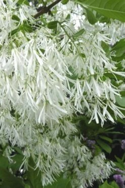 Grancy Graybeard - White Fringe Tree - 3 Gallon Pot