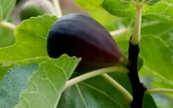 Black Mission Fig Tree - 3 Gallon Pot 6 Black Mission Fig Tree - 3 Gallon Pot -Garden Supplies Sales 2024 Grape Black Mission 50 1