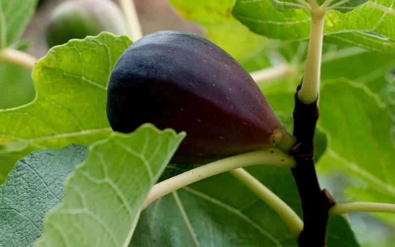 Black Mission Fig Tree - 3 Gallon Pot Black Mission Fig Tree - 3 Gallon Pot -Garden Supplies Sales 2024 Grape Black Mission 50 1