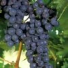 Concord Seedless Grape Vine - 1 Gallon Pot -Garden Supplies Sales 2024 Grape Concord 1