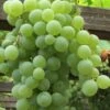 Himrod Seedless Grape Vine - 2 Gallon Pot -Garden Supplies Sales 2024 Grape Himrod 1