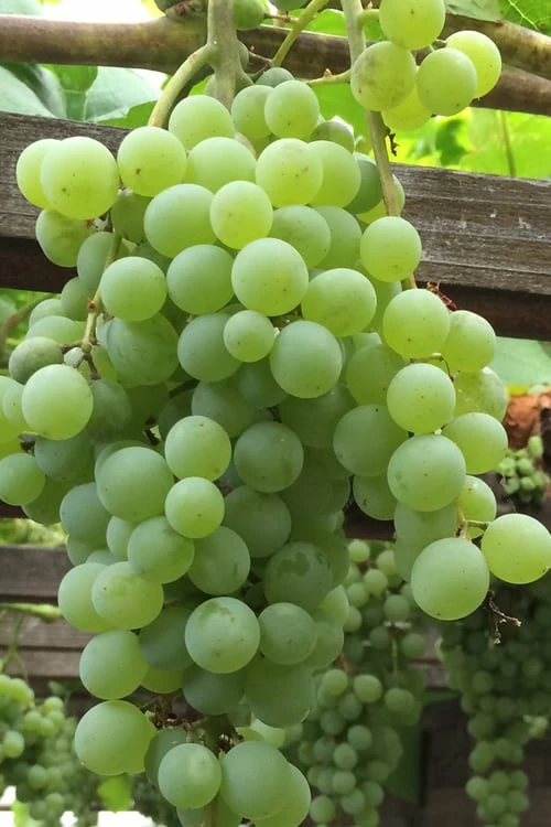 Himrod Seedless Grape Vine - 2 Gallon Pot Himrod Seedless Grape Vine - 2 Gallon Pot -Garden Supplies Sales 2024 Grape Himrod 1