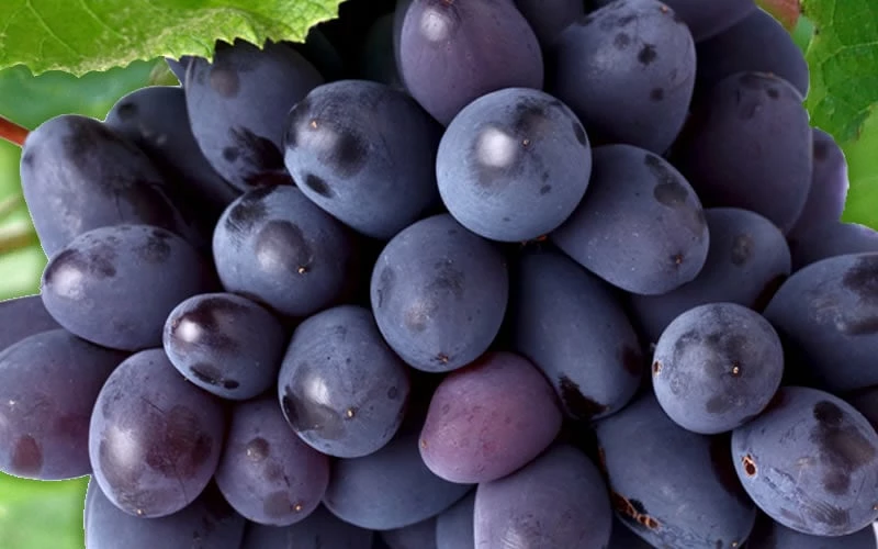 Mars Seedless Grape - 2 Gallon Pot Mars Seedless Grape - 2 Gallon Pot -Garden Supplies Sales 2024 Grape Mars Seedless 50 1