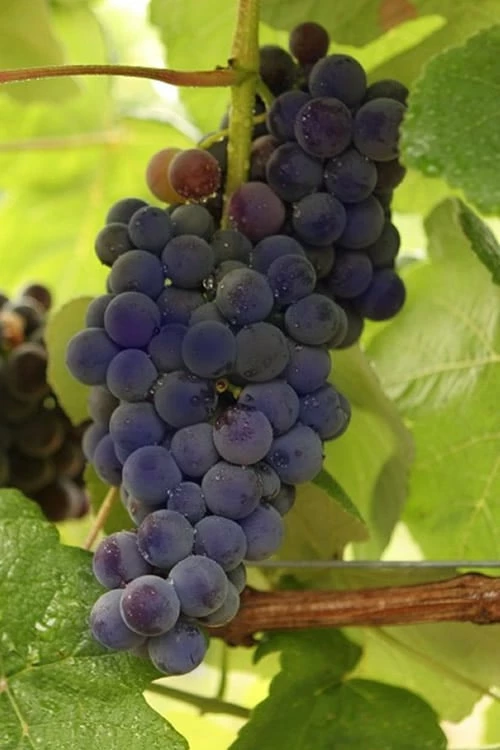 Mars Seedless Grape - 2 Gallon Pot Mars Seedless Grape - 2 Gallon Pot -Garden Supplies Sales 2024 Grape Mars Seedless 500x750 2