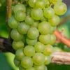 Niagara Seedless Grape Vine - 1 Gallon Pot -Garden Supplies Sales 2024 Grape Niagra 3