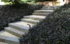 Black Mondo Grass (Ophiopogon Planiscapus 'Nigrescens') - 5 Pack Of Quart Pots -Garden Supplies Sales 2024 Grass Mondo Black 2