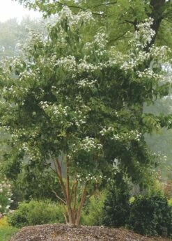 Temple Of Bloom Seven-son Flower (Heptacodium Miconioides) - 5 Gallon Pot -Garden Supplies Sales 2024 Heptacodium Temple Of Bloom 3