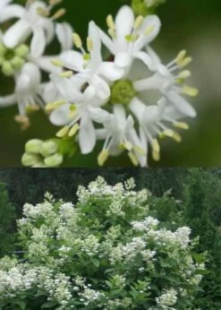 Temple Of Bloom Seven-son Flower (Heptacodium Miconioides) - 1 Gallon Pot -Garden Supplies Sales 2024 Heptacodium Temple Of Bloom 5 2