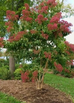 Temple Of Bloom Seven-son Flower (Heptacodium Miconioides) - 3 Gallon Pot -Garden Supplies Sales 2024 Heptacodium Temple Of Bloom 8 1