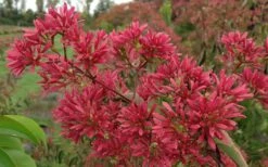 Temple Of Bloom Seven-son Flower (Heptacodium Miconioides) - 1 Gallon Pot -Garden Supplies Sales 2024 Heptacodium Temple of Bloom 2 2