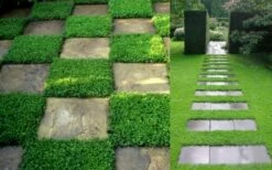 Dwarf Rupturewort Green Carpet - Herniaria Glabra - 5 Pack Of Pint Pots -Garden Supplies Sales 2024 Herniaria Dwarf Rutpurewort 2