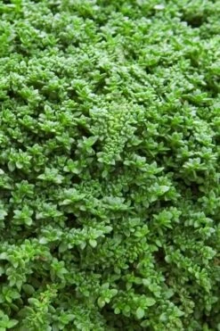 Dwarf Rupturewort Green Carpet - Herniaria Glabra - 5 Pack Of Pint Pots -Garden Supplies Sales 2024 Herniaria Dwarf Rutpurewort 20