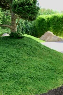 Dwarf Rupturewort Green Carpet - Herniaria Glabra - 5 Pack Of Pint Pots -Garden Supplies Sales 2024 Herniaria Dwarf Rutpurewort 25