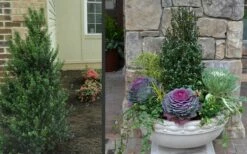 Pyramidal Compacta Japanese Holly - 3 Gallon Pot -Garden Supplies Sales 2024 Holly Compacta Pyramidal 2