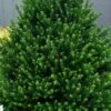 Pyramidal Compacta Japanese Holly - 3 Gallon Pot -Garden Supplies Sales 2024 Holly Pyramidal Compacta BS