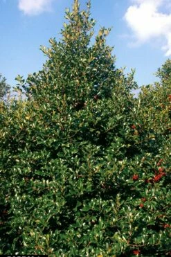 Wirt L. Winn Holly (Ilex X Koehneana) - 3 Gallon Pot -Garden Supplies Sales 2024 Holly Wirt L Winn 2
