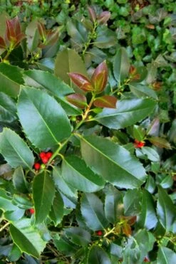 Wirt L. Winn Holly (Ilex X Koehneana) - 3 Gallon Pot -Garden Supplies Sales 2024 Holly Wirt L Winn 3